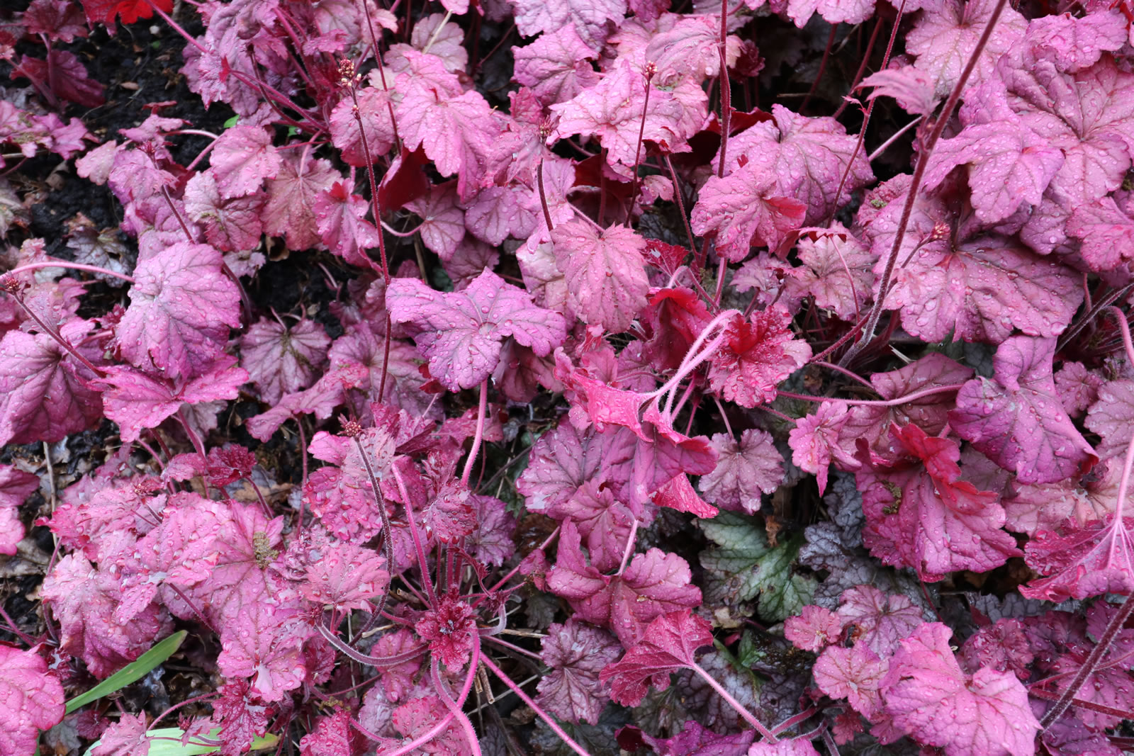 2017 10 15 Botanic Gardens 17